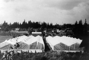 View of the Tsuyuki Greenhouses from the south in 1942. Taka Tsuyuki climbed up Mattson’s tree to get this shot, which was taken just prior to the relocation.